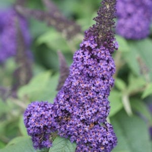 GLITTERS & GLOWS® Arrowwood Viburnums - Proven Winners ColorChoice  Flowering Shrubs