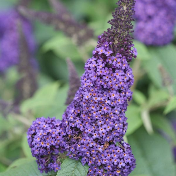 BUDDLEIA PUGSTER BLUE BUTTERFLY BUSH