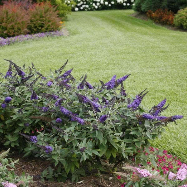 BUDDLEIA PUGSTER BLUE BUTTERFLY BUSH