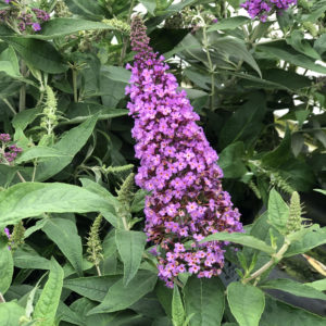 BUDDLEIA PUGSTER PERIWINKLE BUTTERFLY BUSH