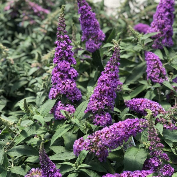 BUDDLEIA PUGSTER PERIWINKLE BUTTERFLY BUSH