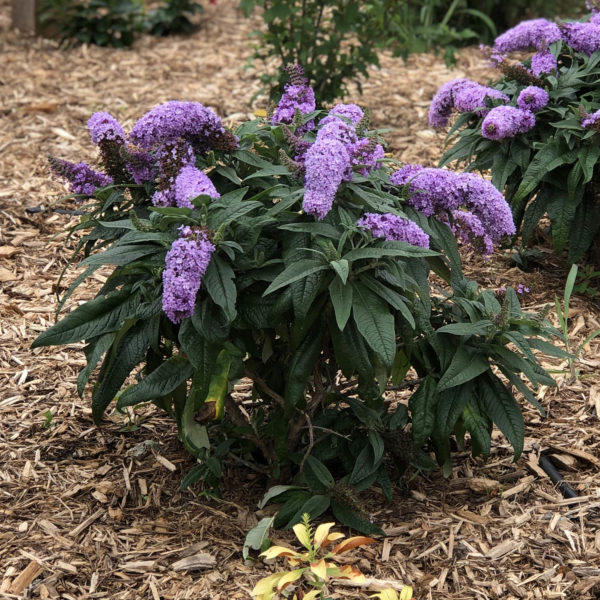 BUDDLEIA PUGSTER PERIWINKLE BUTTERFLY BUSH