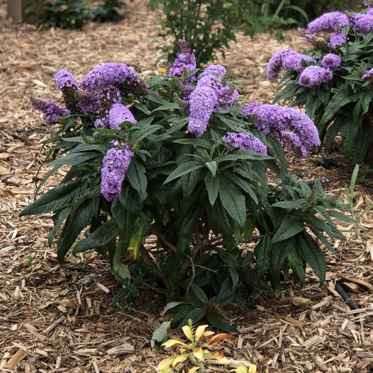 PUGSTER® Butterfly Bush (Periwinkle) Garden Crossings