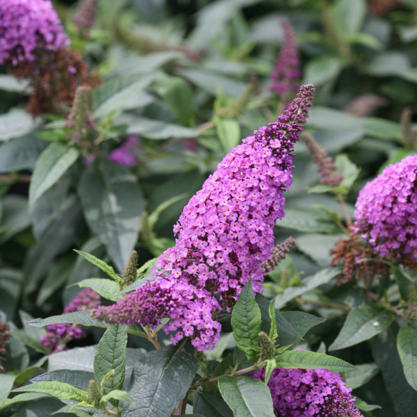 BUDDLEIA PUGSTER PERIWINKLE BUTTERFLY BUSH