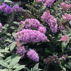 BUDDLEIA PUGSTER PINK BUTTERFLY BUSH