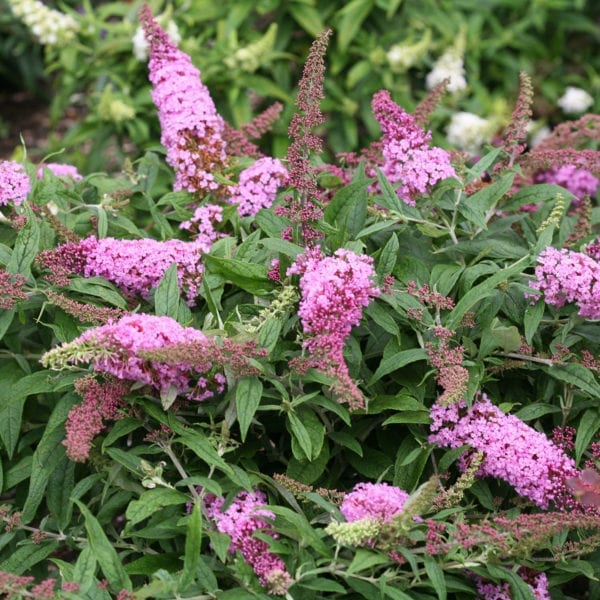 BUDDLEIA PUGSTER PINK BUTTERFLY BUSH