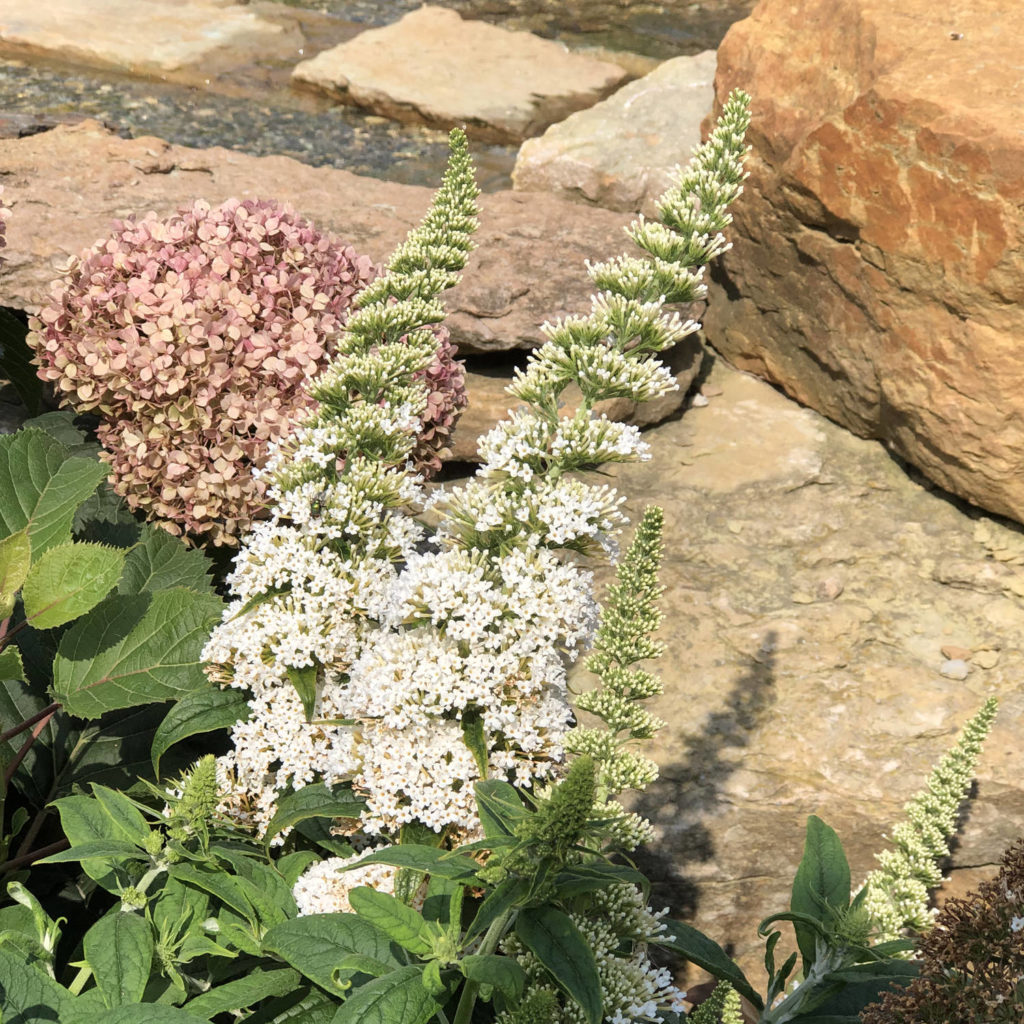 BUDDLEIA PUGSTER WHITE BUTTERFLY BUSH