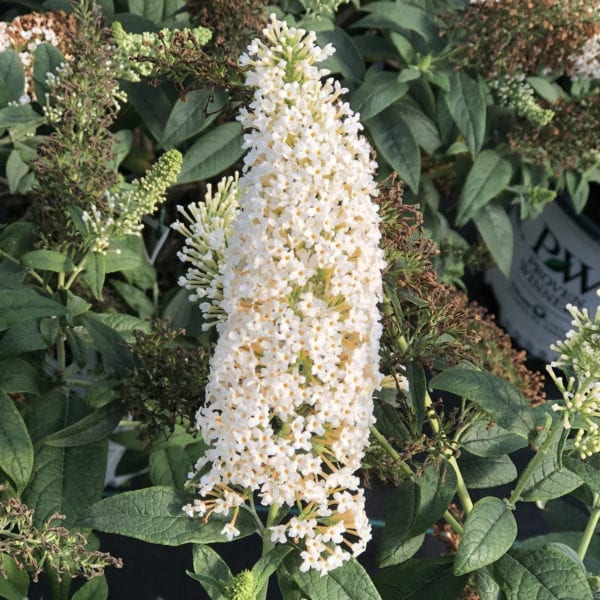 BUDDLEIA PUGSTER WHITE BUTTERFLY BUSH