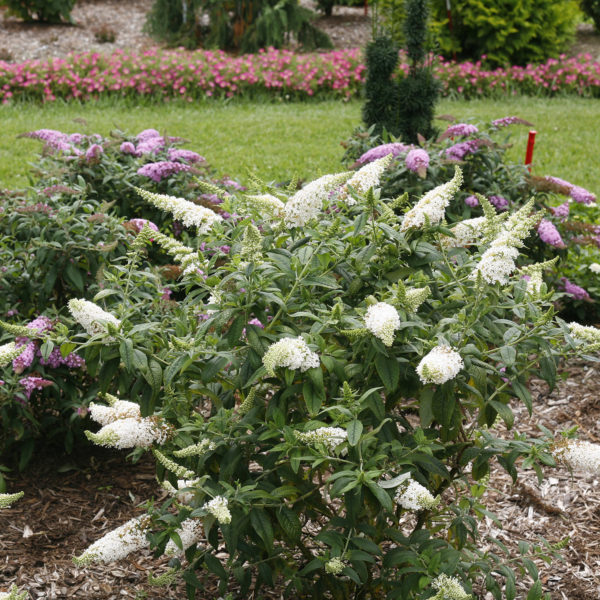 BUDDLEIA PUGSTER WHITE BUTTERFLY BUSH