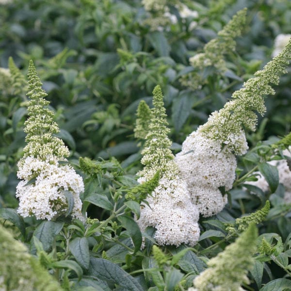 BUDDLEIA PUGSTER WHITE BUTTERFLY BUSH