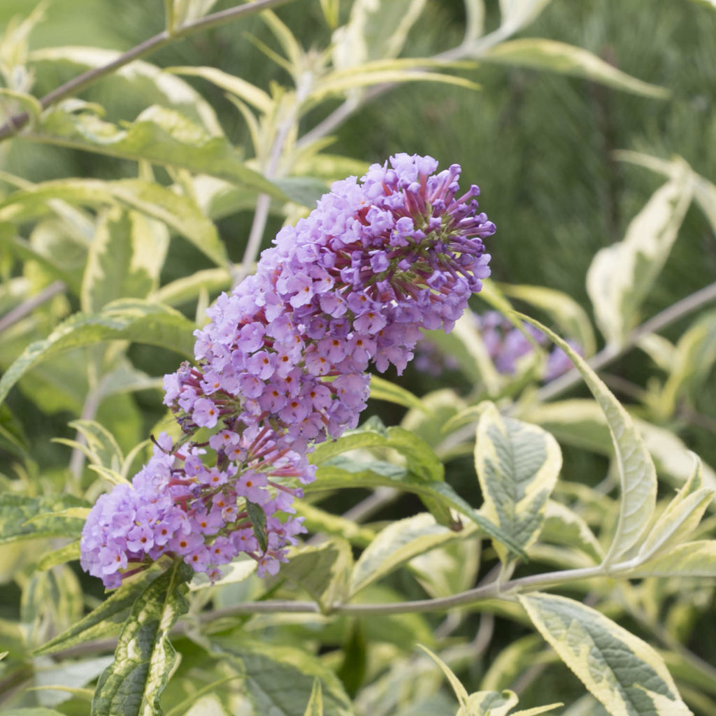 BUDDLEIA SUMMER SKIES BUTTERFLY BUSH