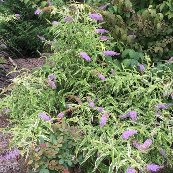 BUDDLEIA SUMMER SKIES BUTTERFLY BUSH