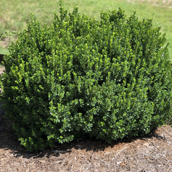 BUXUS NORTH STAR BOXWOOD