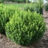 BUXUS SPRINTER BOXWOOD