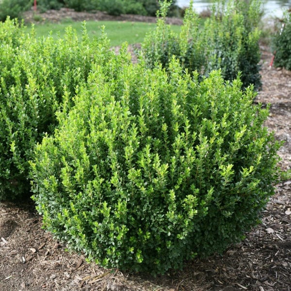 BUXUS SPRINTER BOXWOOD