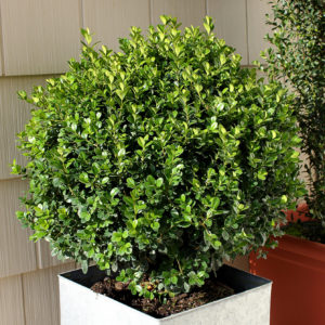 Boxwood - Buxus