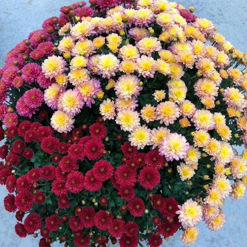 Pink, yellow, and red garden mums