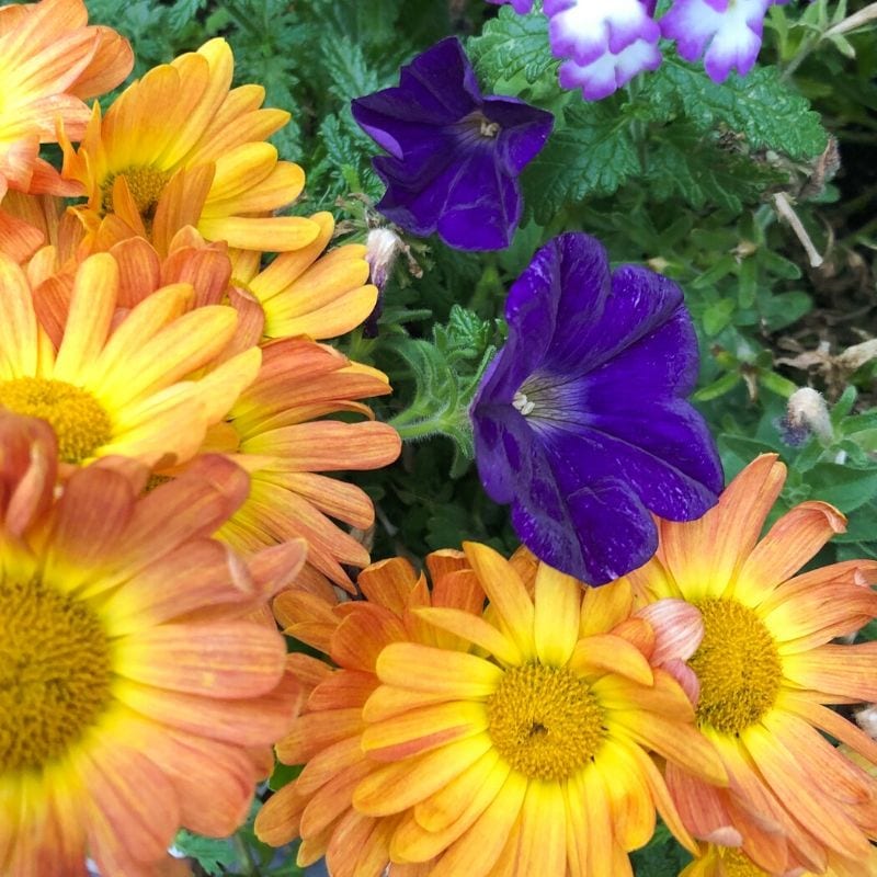 Orange/yellow mums planted next to purple Supertunias®
