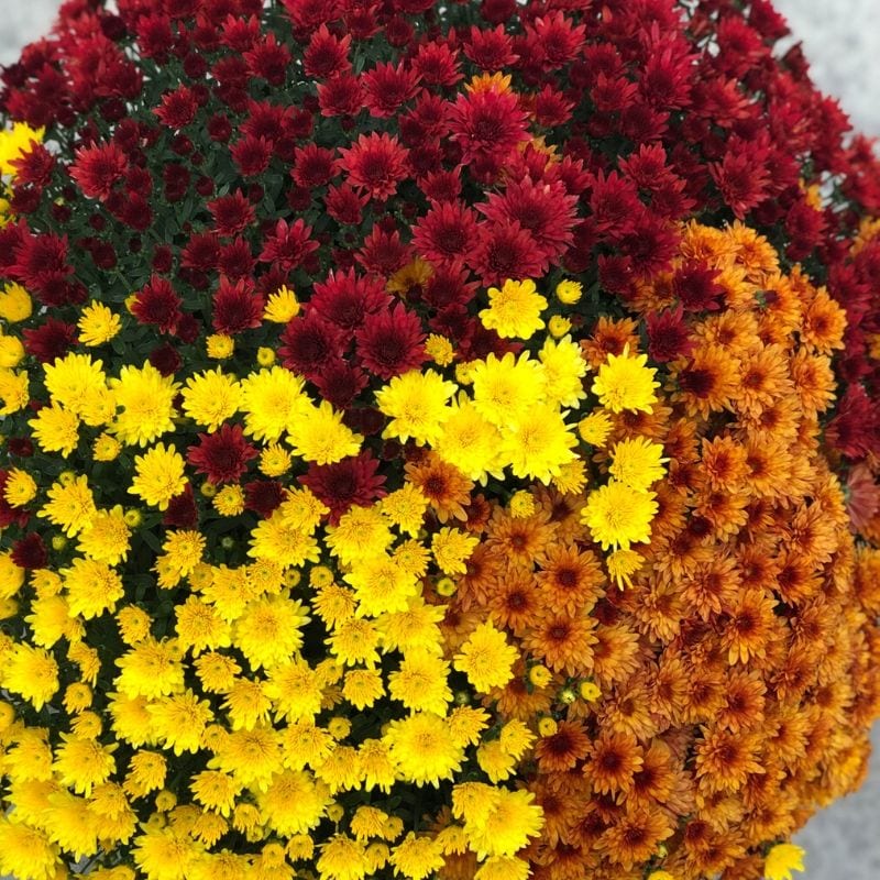Red, orange, and yellow mums