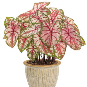 CALADIUM HEART TO HEART BOTTLE ROCKET STRAP LEAF CALADIUM