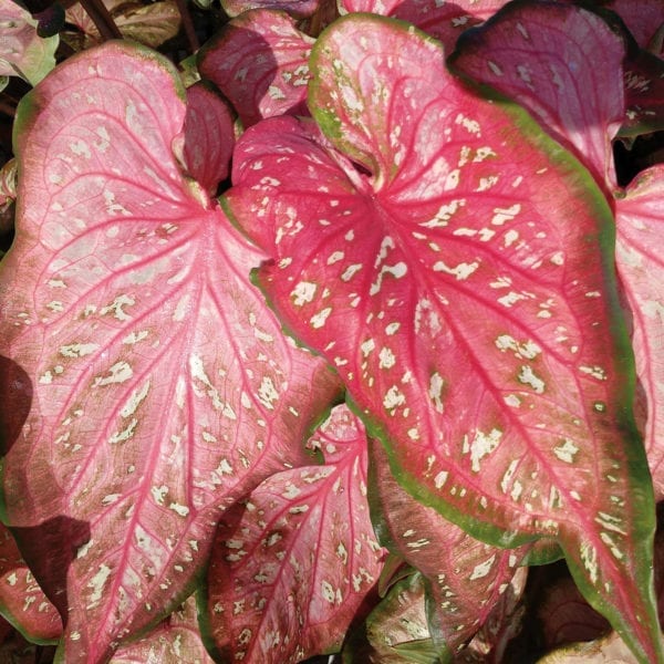 CALADIUM HEART TO HEART CARIBBEAN CORAL STRAP LEAF CALADIUM