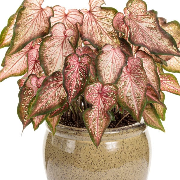 CALADIUM HEART TO HEART CARIBBEAN CORAL STRAP LEAF CALADIUM