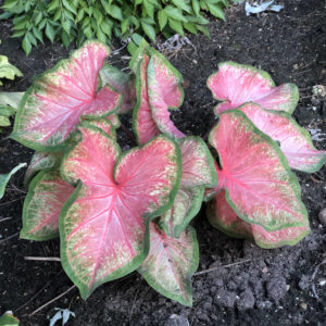 CALADIUM HEART TO HEART CHINOOK STRAP LEAF CALADIUM