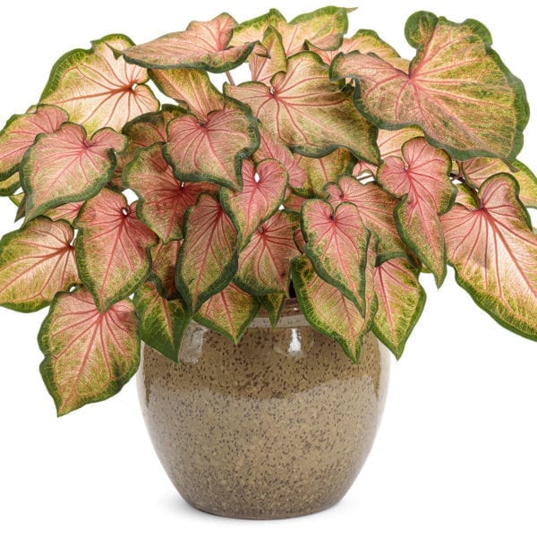 CALADIUM HEART TO HEART CHINOOK STRAP LEAF CALADIUM