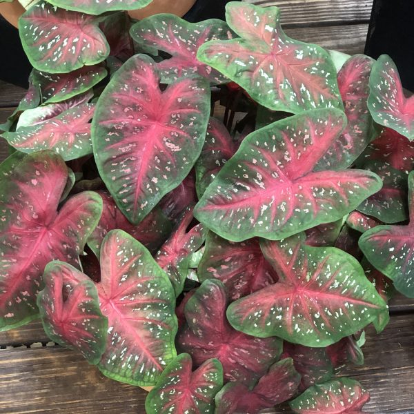 CALADIUM HEART TO HEART FAST FLASH FANCY LEAF CALADIUM