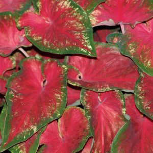 CALADIUM HEART TO HEART HEARTS DELIGHT STRAP LEAF CALADIUM