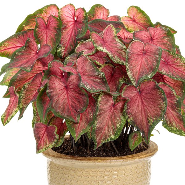 CALADIUM HEART TO HEART HEARTS DELIGHT STRAP LEAF CALADIUM