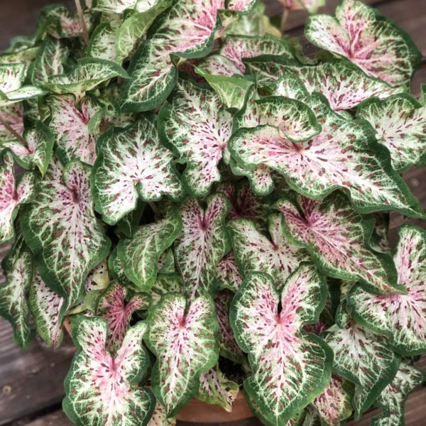 CALADIUM HEART TO HEART HEART AND SOUL STRAP LEAF CALADIUM