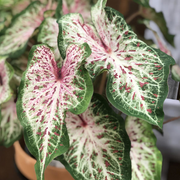 CALADIUM HEART TO HEART HEART AND SOUL STRAP LEAF CALADIUM