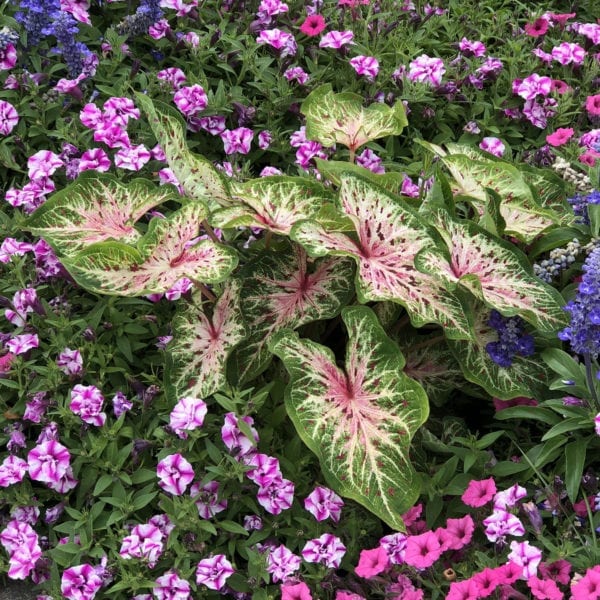 CALADIUM HEART TO HEART HEART AND SOUL STRAP LEAF CALADIUM