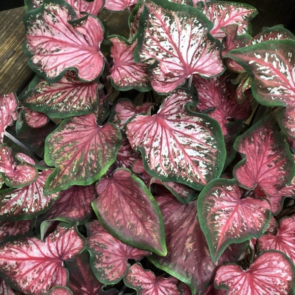 CALADIUM HEART TO HEART HEART AND SOUL STRAP LEAF CALADIUM