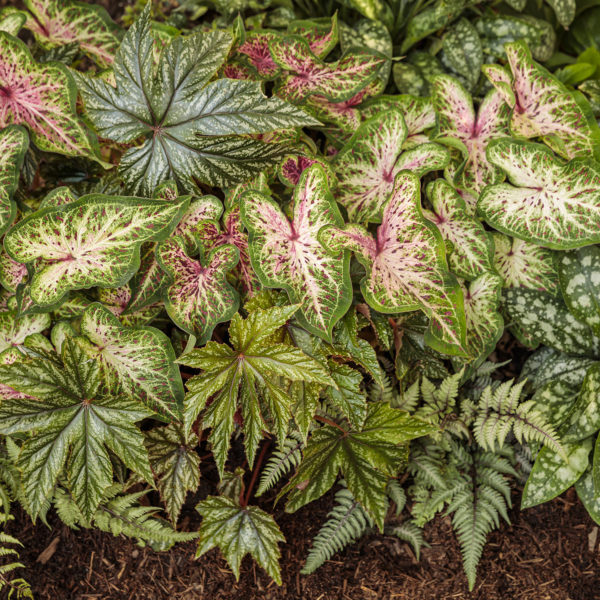 CALADIUM HEART TO HEART HEART AND SOUL STRAP LEAF CALADIUM