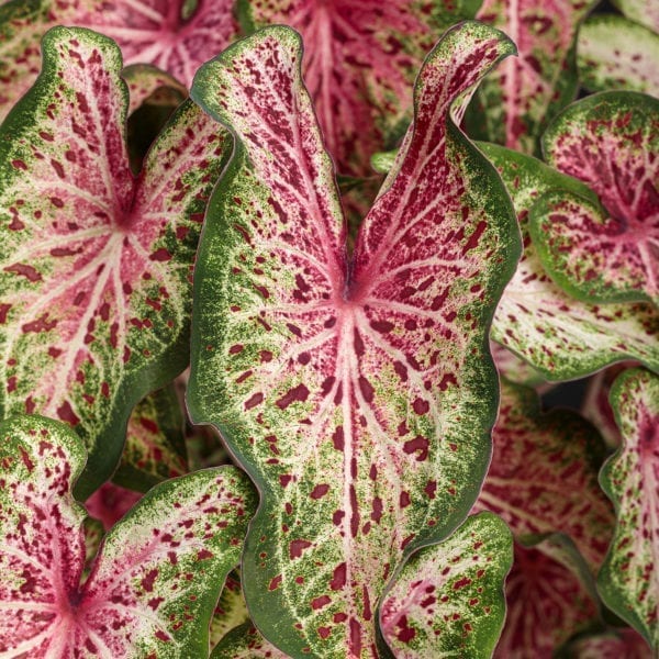 CALADIUM HEART TO HEART HEART AND SOUL STRAP LEAF CALADIUM