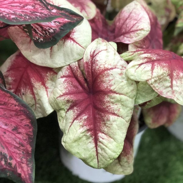 CALADIUM HEART TO HEART LEMON BLUSH FANCY LEAF CALADIUM