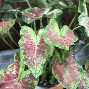 CALADIUM HEART TO HEART MESMERIZED FANCY LEAF CALADIUM