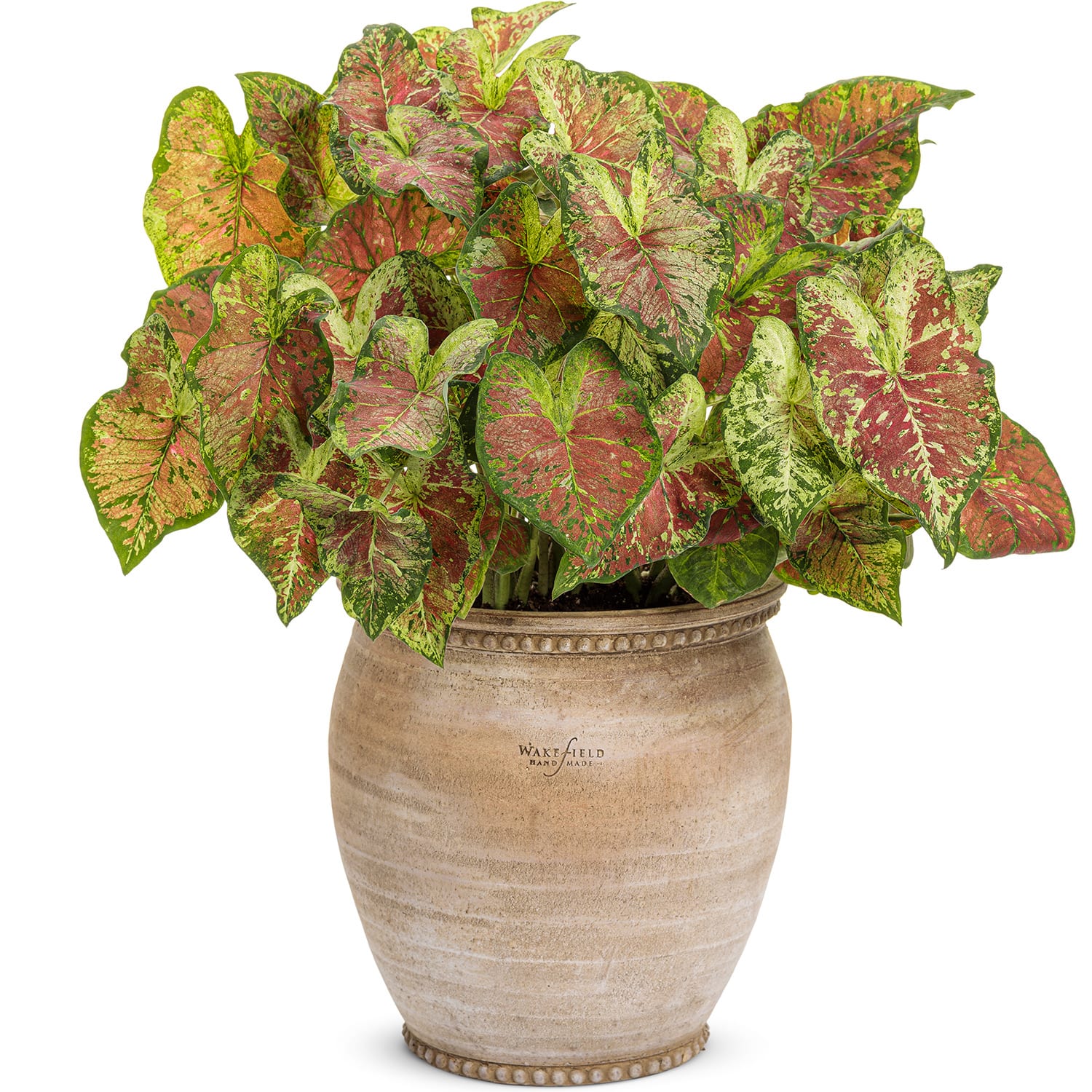 CALADIUM HEART TO HEART MESMERIZED FANCY LEAF CALADIUM