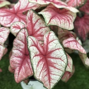 CALADIUM HEART TO HEART RADIANCE FANCY LEAF CALDIUM