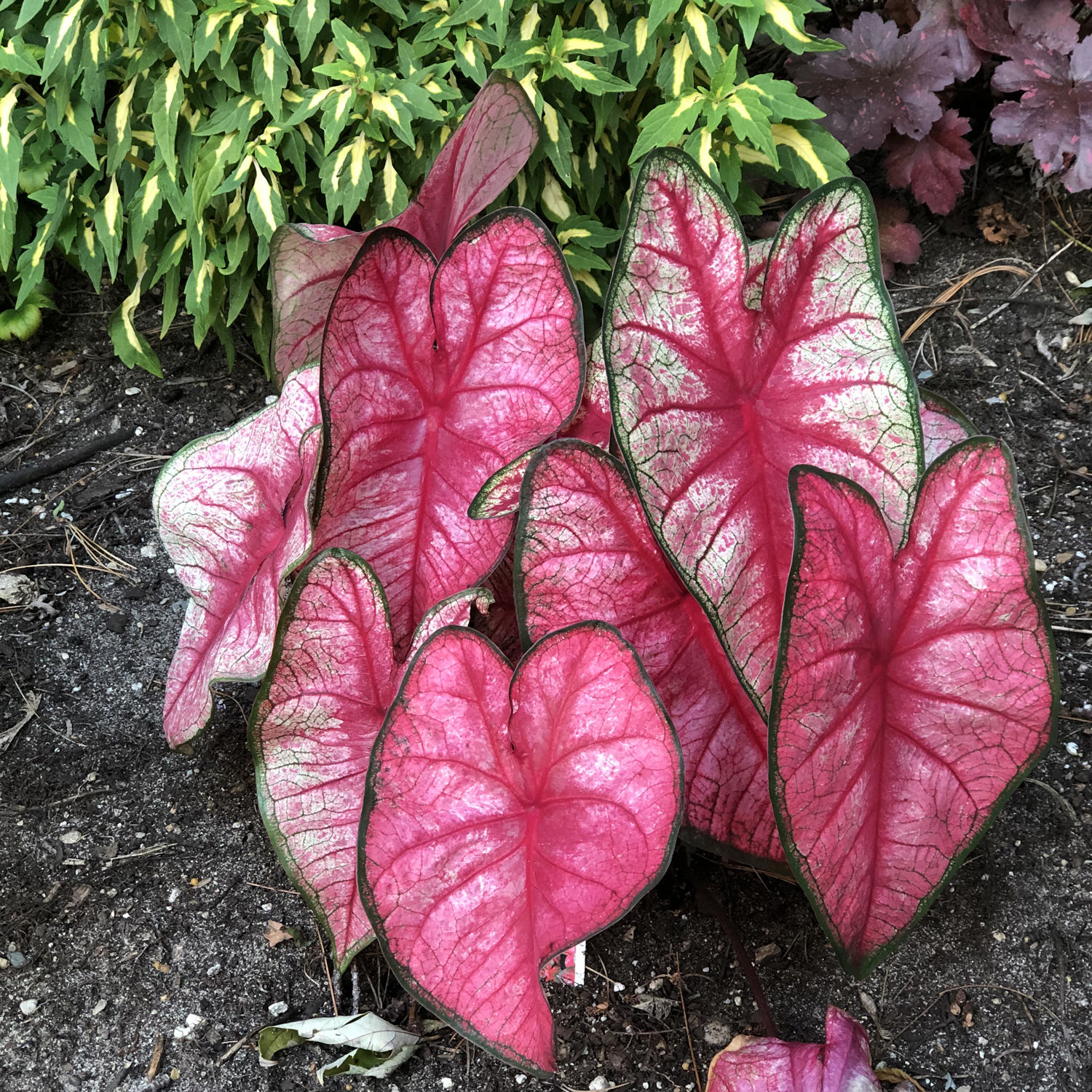 CALADIUM HEART TO HEART RADIANCE FANCY LEAF CALDIUM
