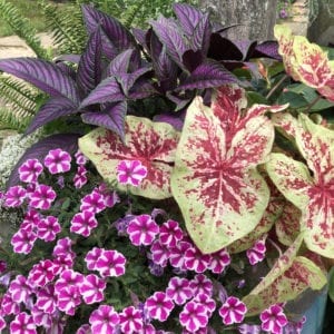 CALADIUM HEART TO HEART RASPBERRY MOON FANCY LEAF CALADIUM