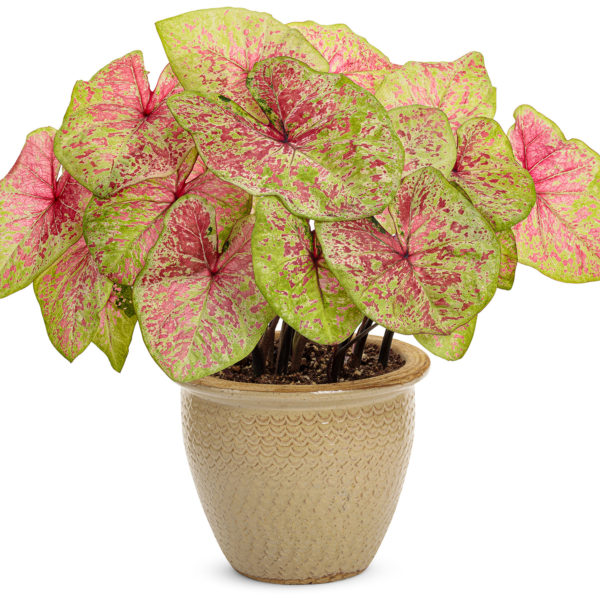 CALADIUM HEART TO HEART RASPBERRY MOON FANCY LEAF CALADIUM