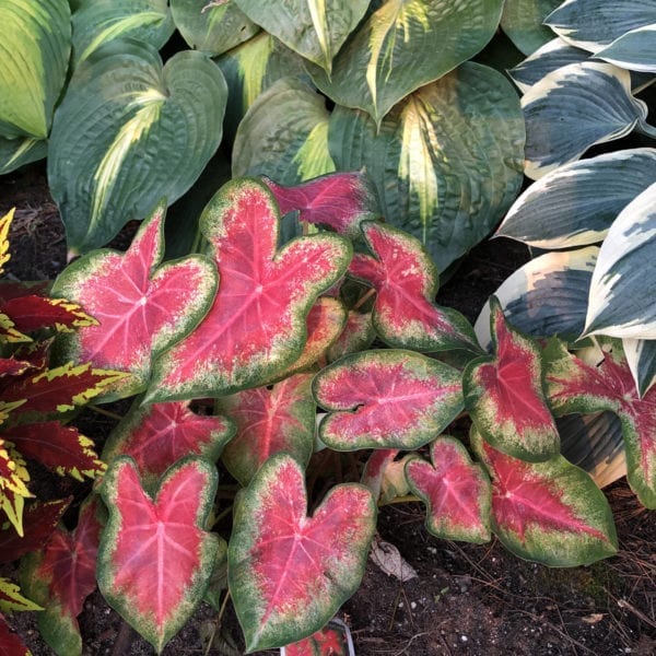 CALADIUM HEART TO HEART ROSE GLOW FANCY LEAF CALADIUM