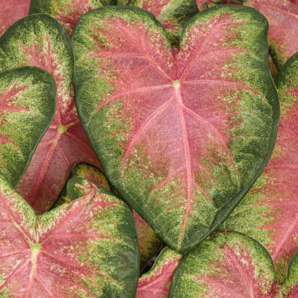 CALADIUM HEART TO HEART ROSE GLOW FANCY LEAF CALADIUM