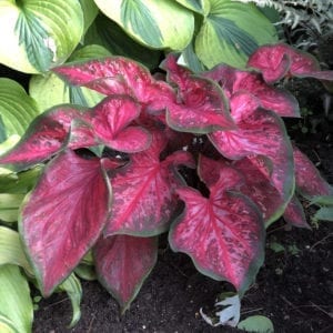 CALADIUM HEART TO HEART SCARLET FLAME STRAP LEAF CALADIUM