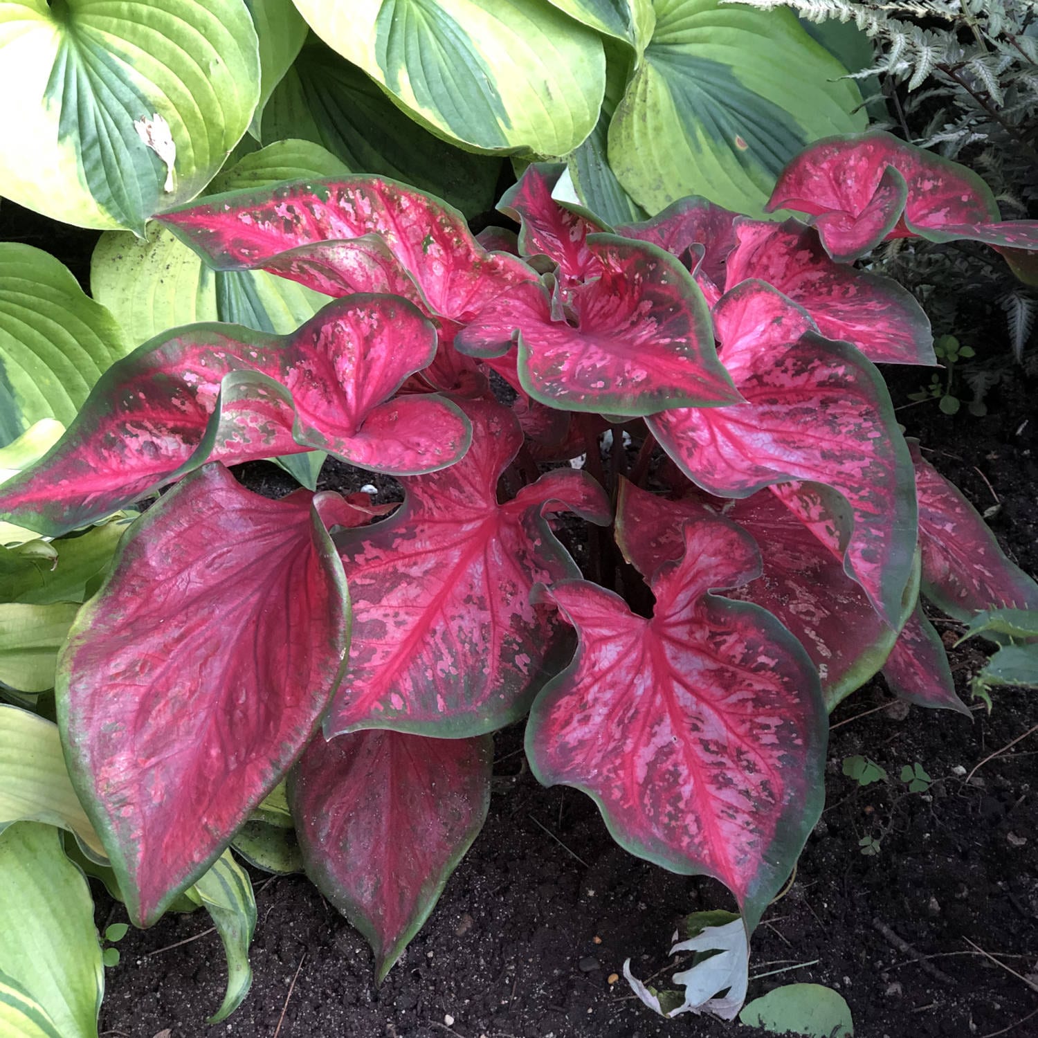 HEART TO HEART™ 'Scarlet Flame' Caladium - Garden Crossings