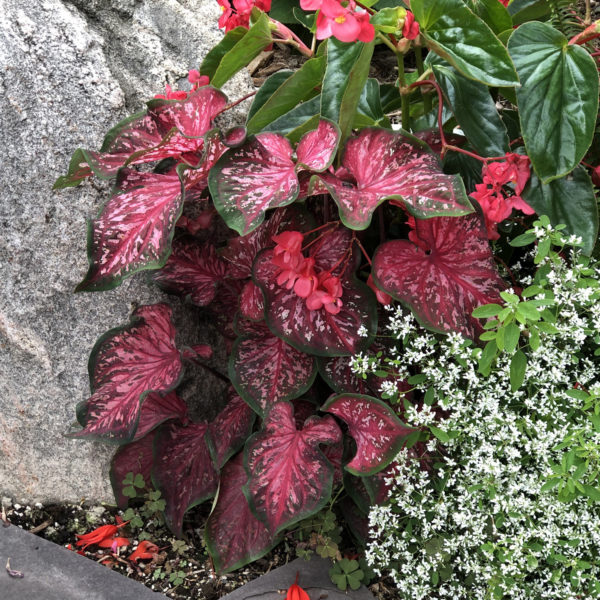 CALADIUM HEART TO HEART SCARLET FLAME STRAP LEAF CALADIUM