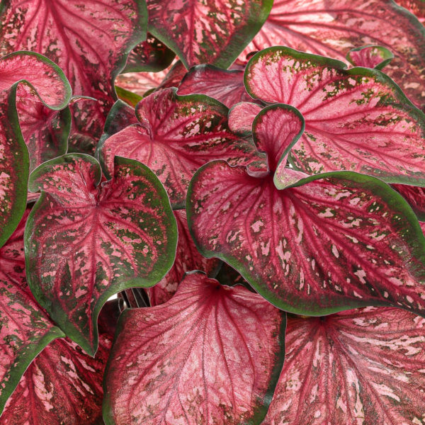 CALADIUM HEART TO HEART SCARLET FLAME STRAP LEAF CALADIUM